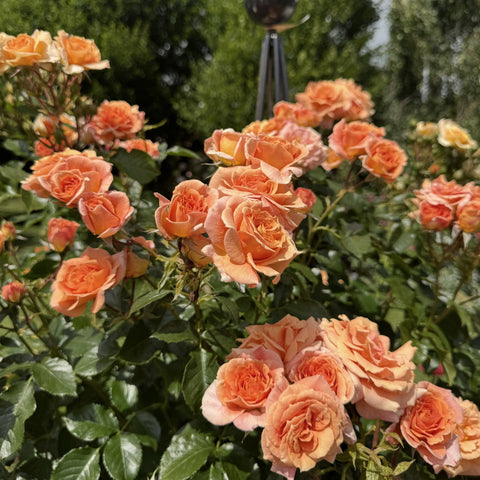 Orange-peach roses and buds on a rose bush with dark green foliage