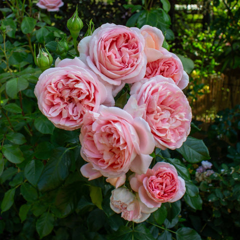 Pink rose plant with five layered blooms and green foliage