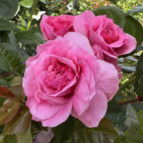 Pink double rose blooms on green leafy stems