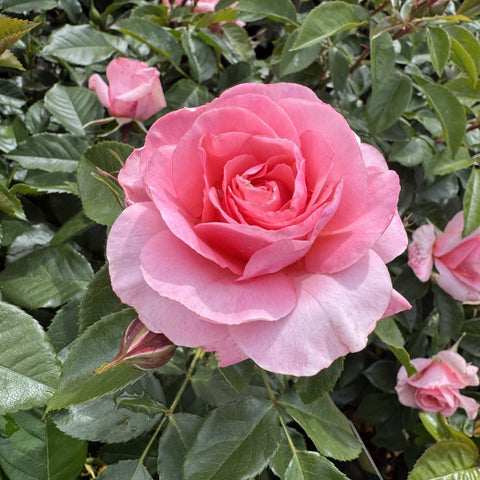 Single pink rose bloom with ruffled petals and surrounding green foliage