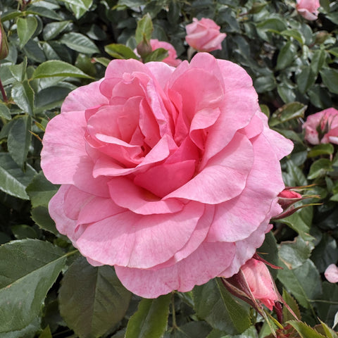 Pink rose flower close-up with layered petals and nearby rose buds