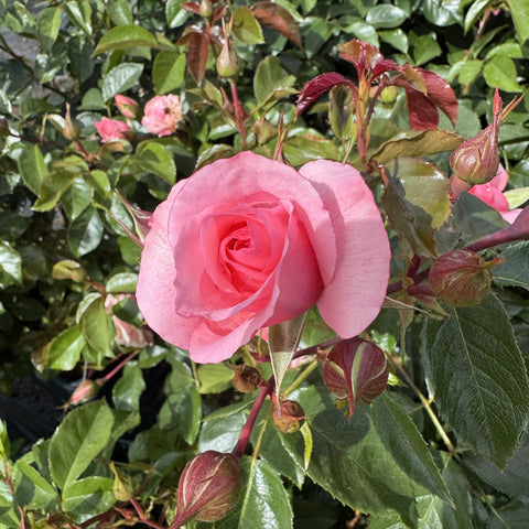 Single light pink rose with velvety petals, plus green leaves and buds