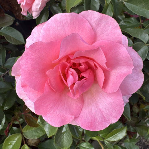 Close-up of pale pink rose bloom with ruffled petals and green leaves