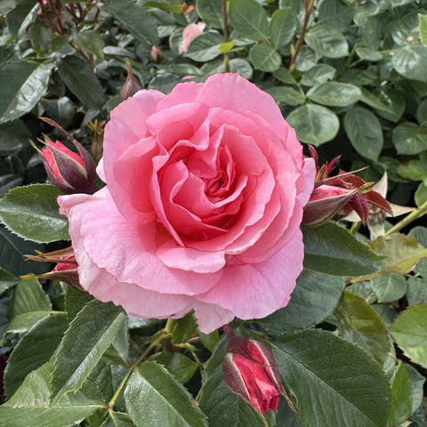 Pink rose flower head with layered petals and small red-tinged buds