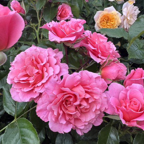 Pink rose blossoms with layered petals and green leaves on branching stems