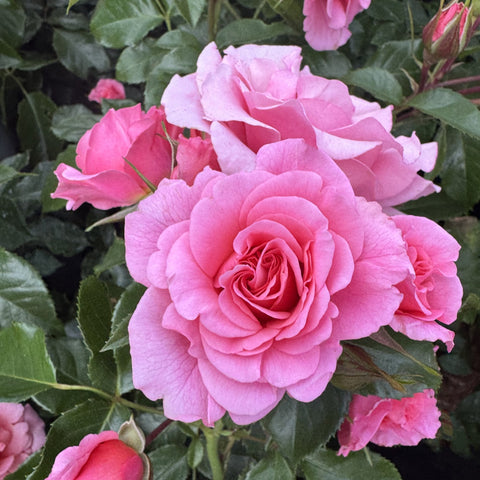 Pink rose blossoms and unopened buds with glossy green leaves