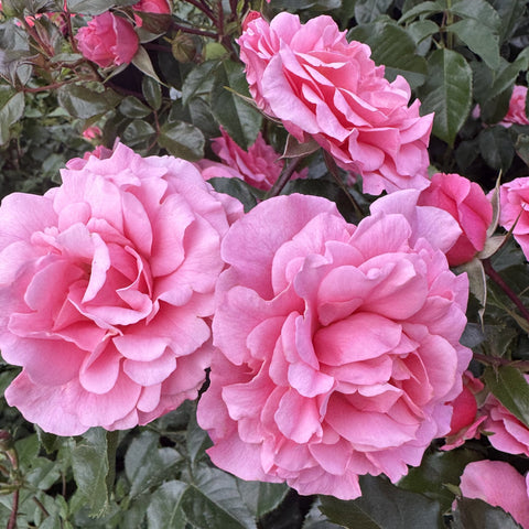 Cluster of pink rose blooms with ruffled petals and dark green leaves