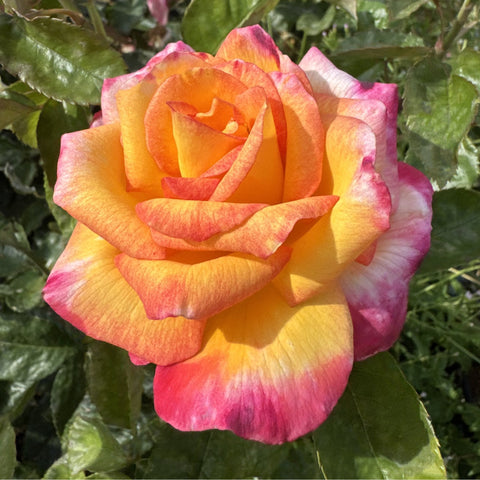 Multicolor rose bloom with orange-yellow petals and pink edges on green foliage
