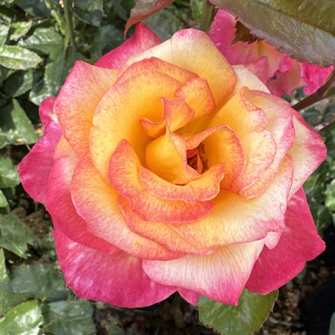 Orange-yellow and pink two-tone rose bloom with layered petals
