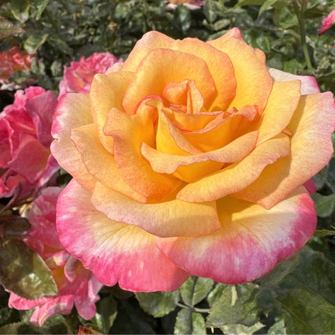 Golden orange rose petals with pink outer streaks, layered bloom