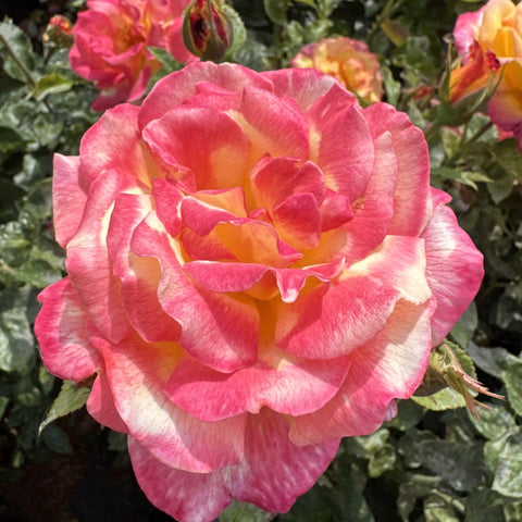 Pink rose bloom with lighter apricot-yellow inner petals and layered petals