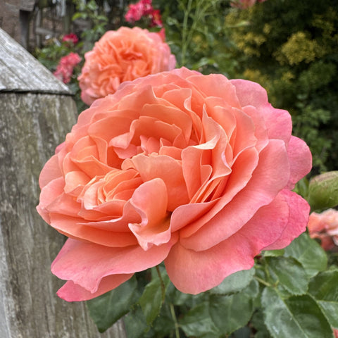 Coral rose bloom with layered peach petals and surrounding green leaves
