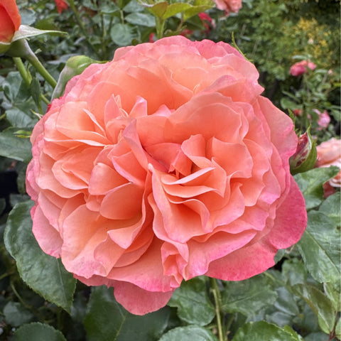 Pink-peach rose bloom with tightly layered petals and green foliage