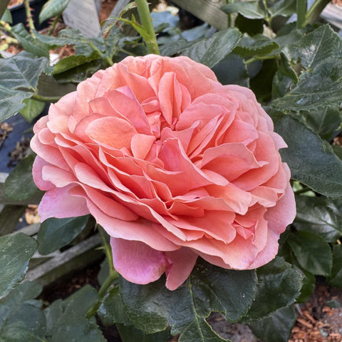 Peach coral rose bloom on stems with broad green leaves