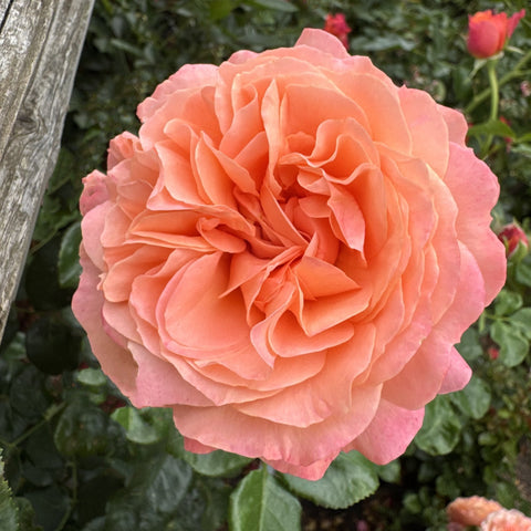 Coral rose bloom with ruffled petals and glossy green leaves