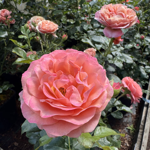 Large peach-pink rose bloom with layered petals and green leaf cluster