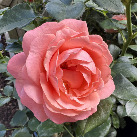 Blush coral rose bloom with inner rosebud petals and dark green leaves