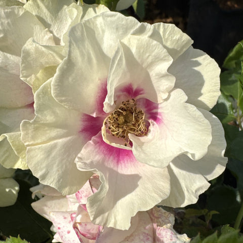 White flower with magenta-purple center, close-up on the bloom and stamens