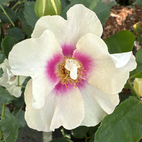 White single bloom with magenta-purple throat and yellow stamens on green foliage