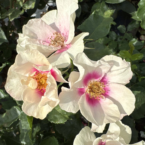 Cluster of white flowers with magenta-purple centers and yellow stamens on leaves