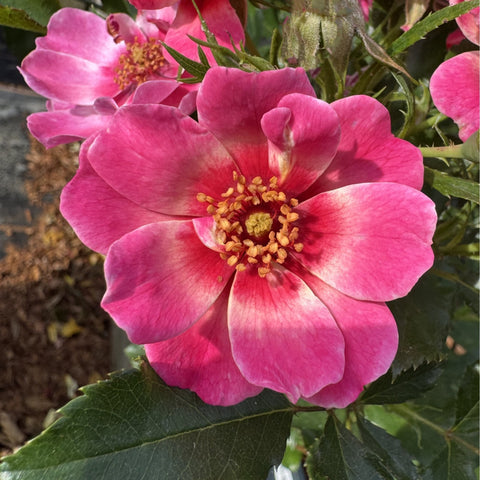 Pink-and-red striped rose bloom with yellow centers and green leaves.