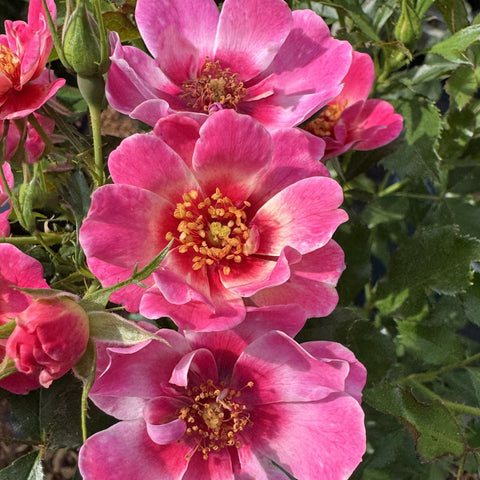 Cluster of pink-and-red striped rose flowers with yellow centers on leafy stems.