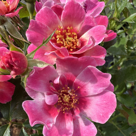 Three pink-and-red striped rose blooms with yellow centers and nearby buds.
