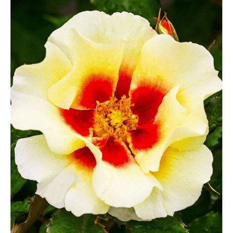 Cream rose flower with red center and yellow stamen detail on green leaves