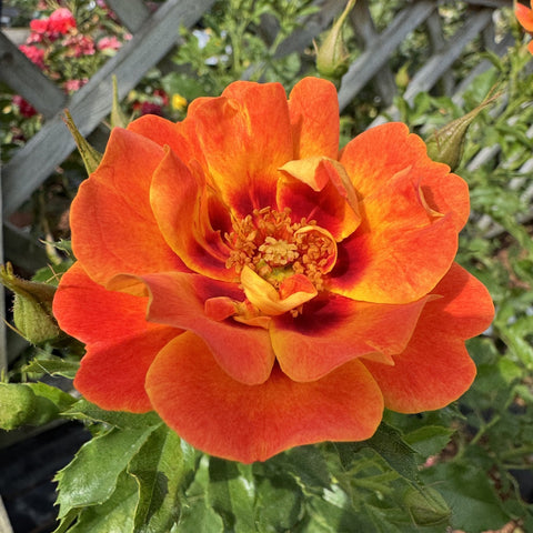 Orange and yellow rose flower with ruffled petals and green leaves