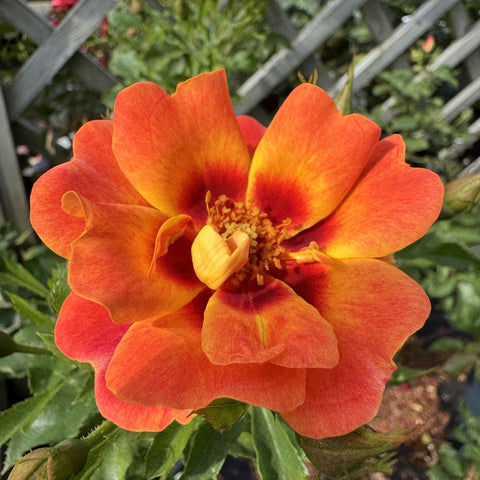 Two orange rose flowers with yellow centers and green foliage