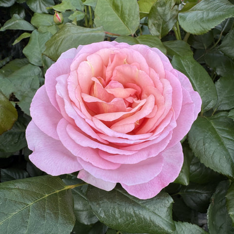 Pink rose flower with layered petals on green leafy plant