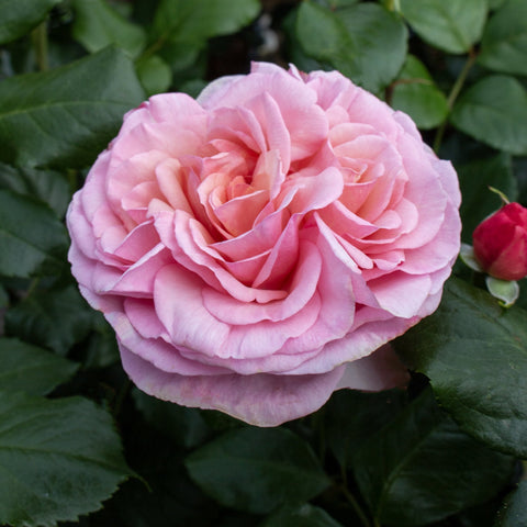 Soft pink rose bloom with tightly layered petals among dark green leaves