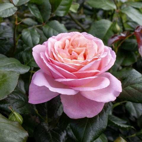 Light pink rose flower with layered petals on green foliage