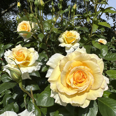 Grosvenor House rose plant with pale yellow flowers and orange-yellow centers, green leaves