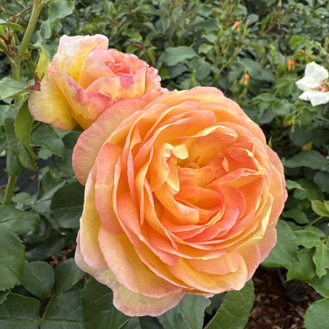 Double orange-peach rose blooms with layered petals and green leaves