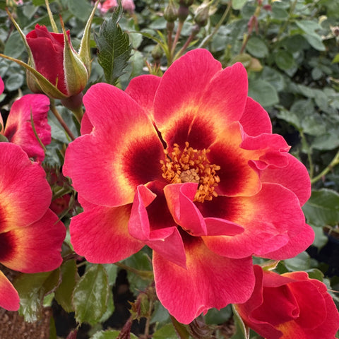 Pink rose bloom with golden center and yellow stamen, on green leafy stems