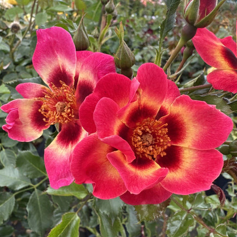 Cluster of pink roses with yellow-gold centers and buds on leafy branches