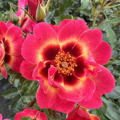 Large pink rose flower with yellow center and curled petals, surrounded by buds