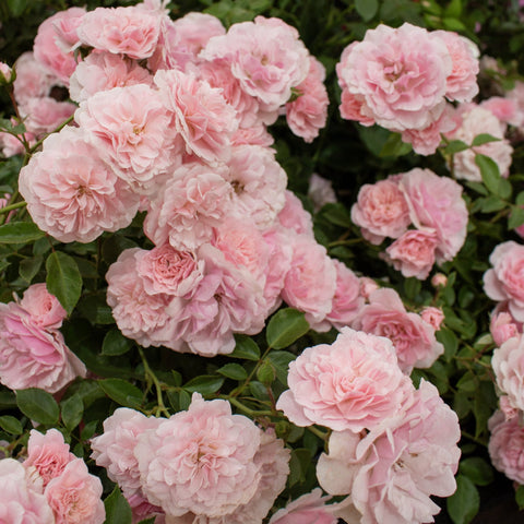 Bonica bush rose with light pink double blooms and green leaves