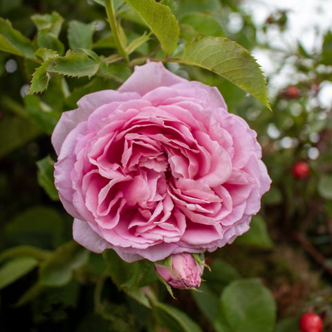 Pink double rose bloom on green leafy stems