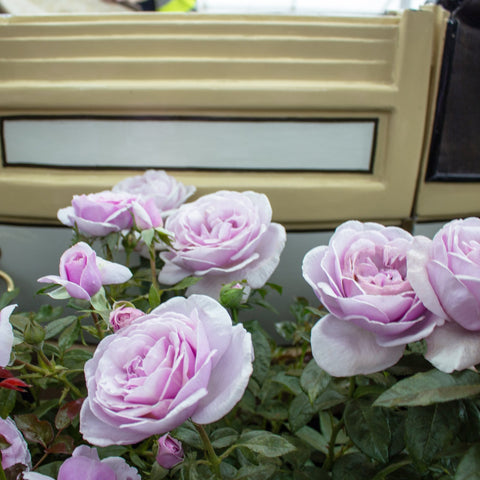 Lavender-pink rose plant with multiple blooms and green leaves