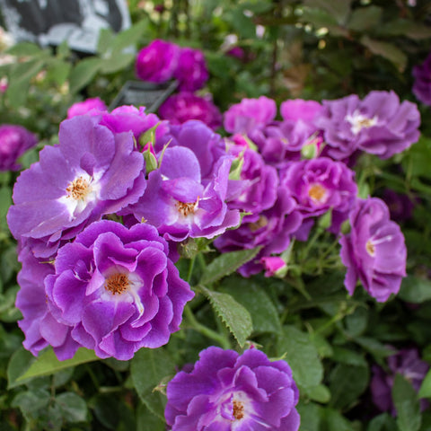 Purple bush rose with clusters of blossoms and green leaves