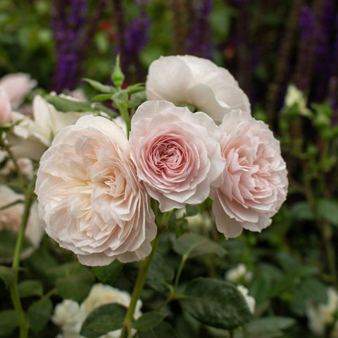 Cream and blush rose blooms with layered petals, close-up