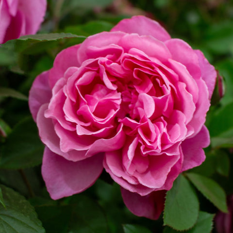 Close-up of pink double rose with tightly layered petals