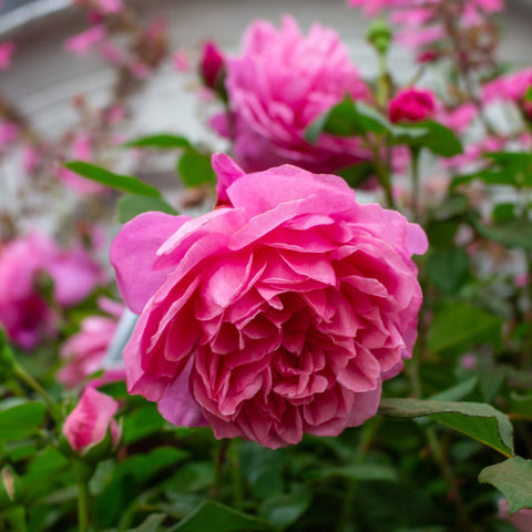 Pink rose flower with ruffled petals and green leaves in bloom