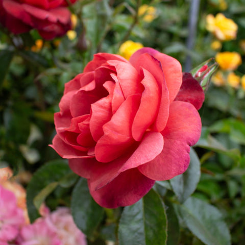 Hot Chocolate bush rose with red-pink double flower and green leaves