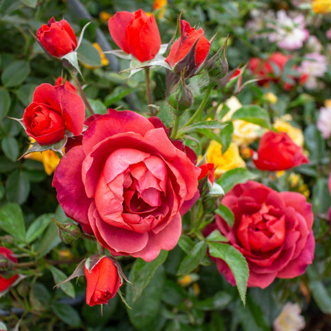 Rose bush with multiple red-pink double blooms and green foliage