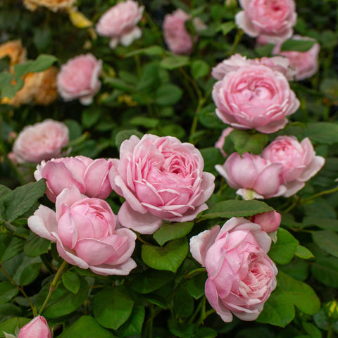 St. Ethelburga rose plant with pale pink double blooms and green leaves