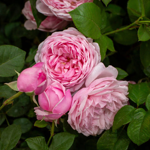 Pink double rose bloom cluster with green leaves and surrounding buds