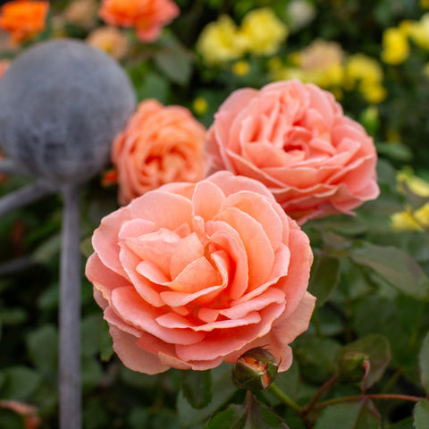 Peach-pink double patio rose blossoms on a green leafy stem